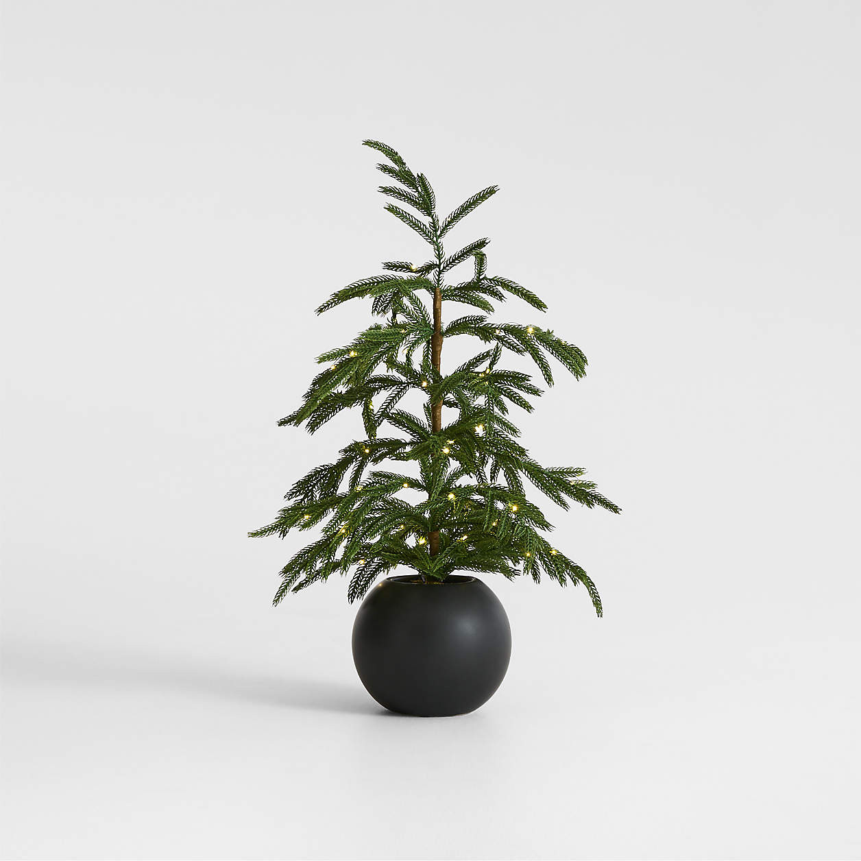 Potted Pre-Lit Norfolk Pine Tree 24" | Crate & Barrel | Crate & Barrel