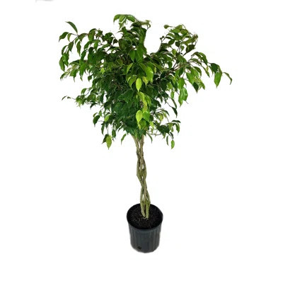 Ficus Benjamina Weeping Fig Braided Tree