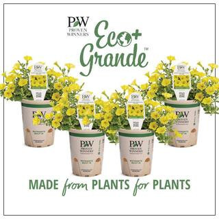 4.25 in. Eco Plus Grande, Supertunia Mini Vista Yellow Live Annual Plant, Yellow Flowers (4-Pack) | The Home Depot