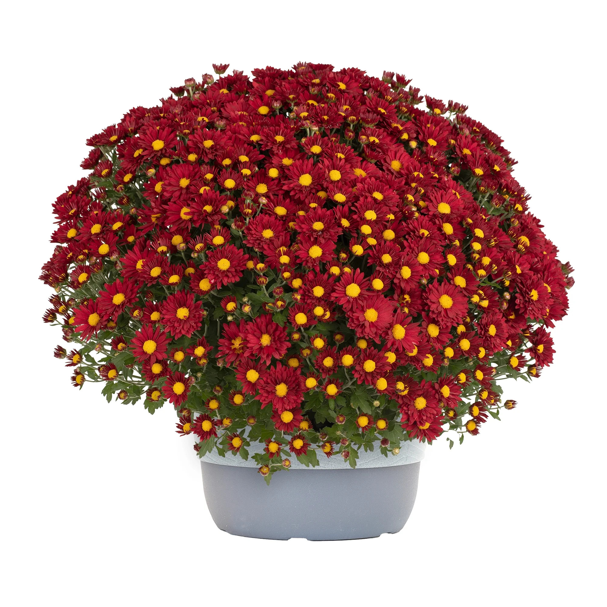 Visit the Altman Plants Store | Walmart (US)