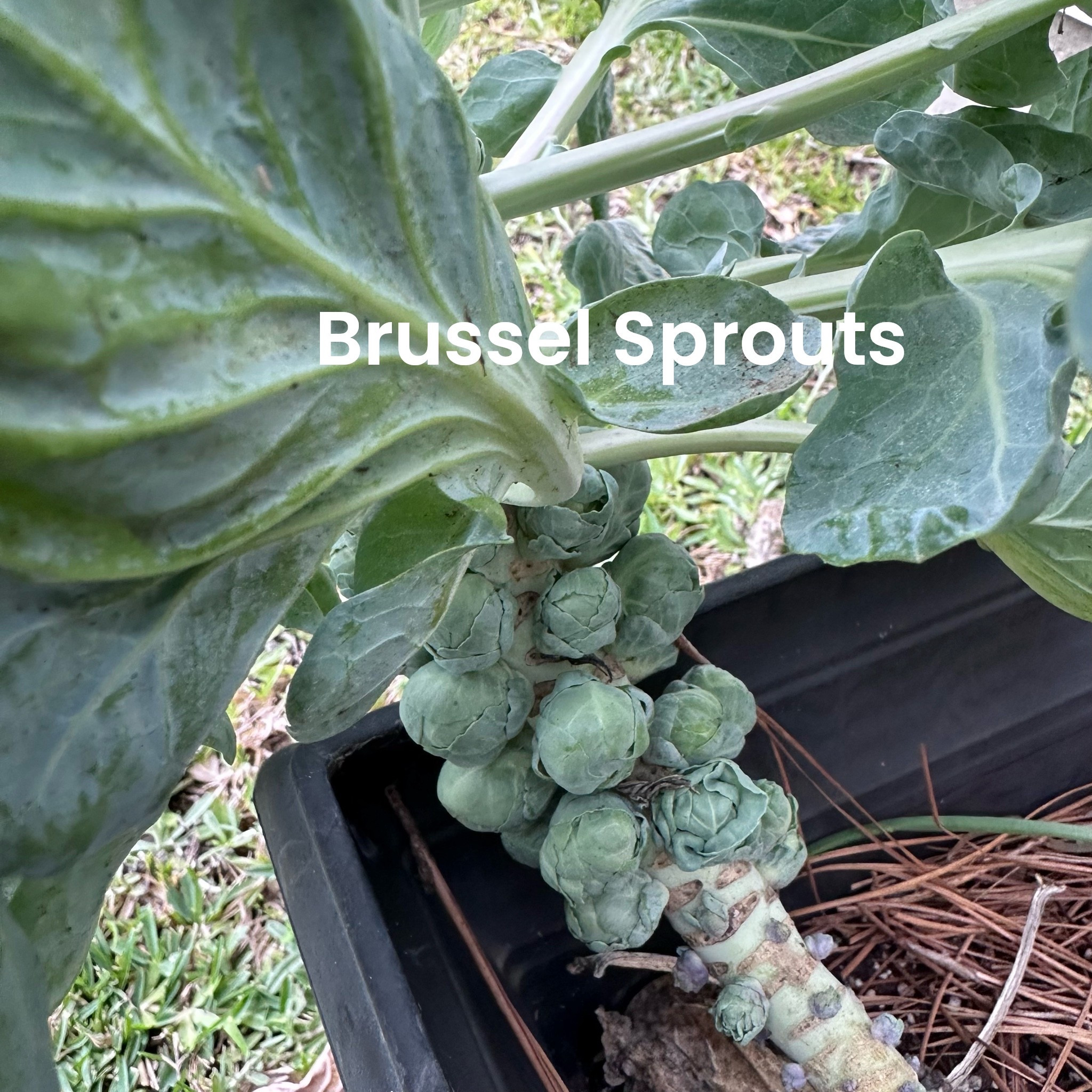 I know I’m late in the season, but look what decided to show up anyway 😳🌱
My Brussels sprouts really said “we growin’ TODAY!” 🤣
Now the real question… when am I supposed to harvest these? 👀

They look ready-ish but I’m not trying to mess this up after coming this far 😂
Drop your tips below ⬇️

#GardenLife #BrusselsSprouts #GrowYourOwn #BackyardGarden #GardenWins

#LTKHome #LTKfoodie