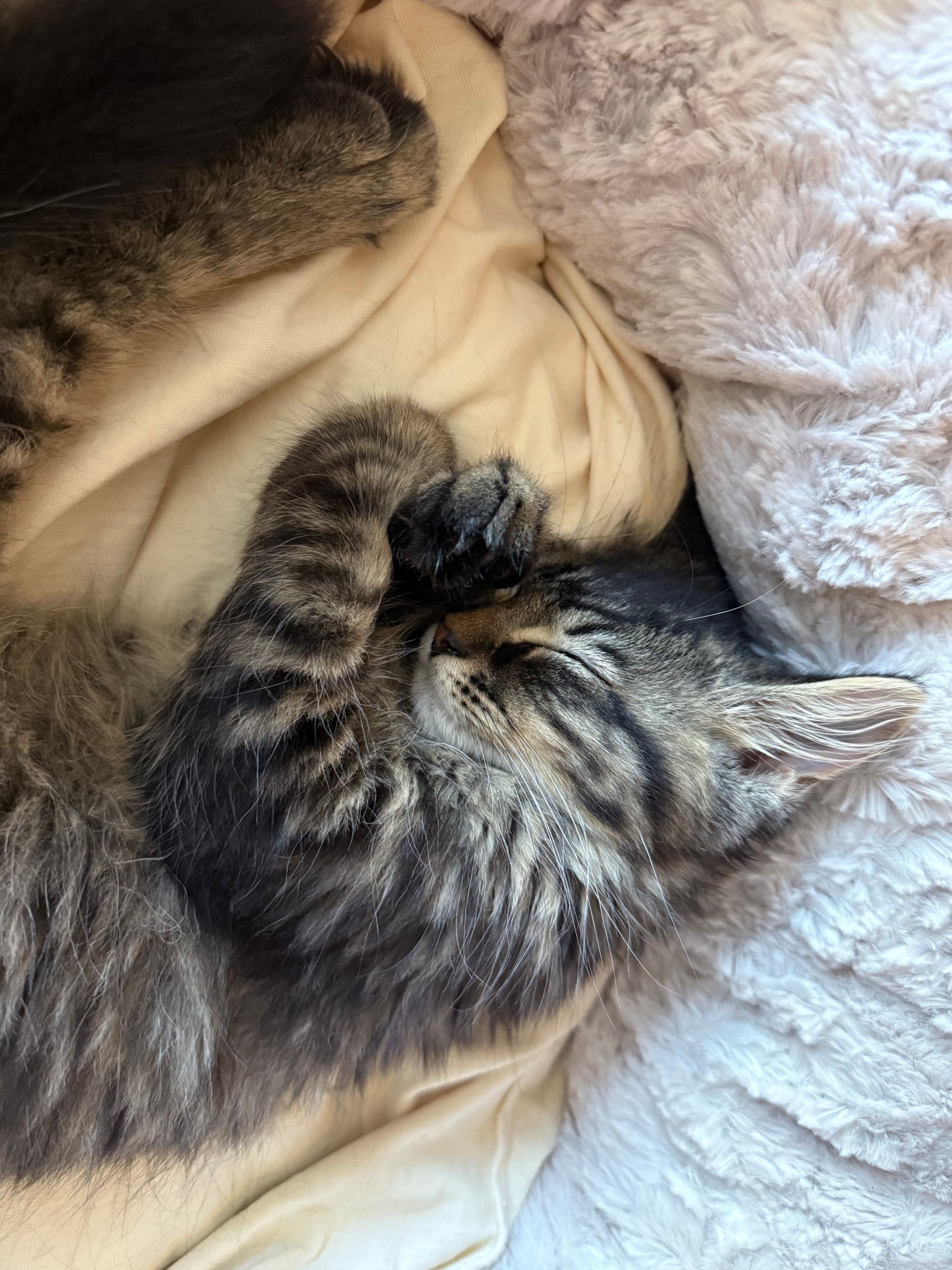 my kitten loves this bed so much 🥹🥺

#LTKFindsUnder50 #LTKHome #LTKPets