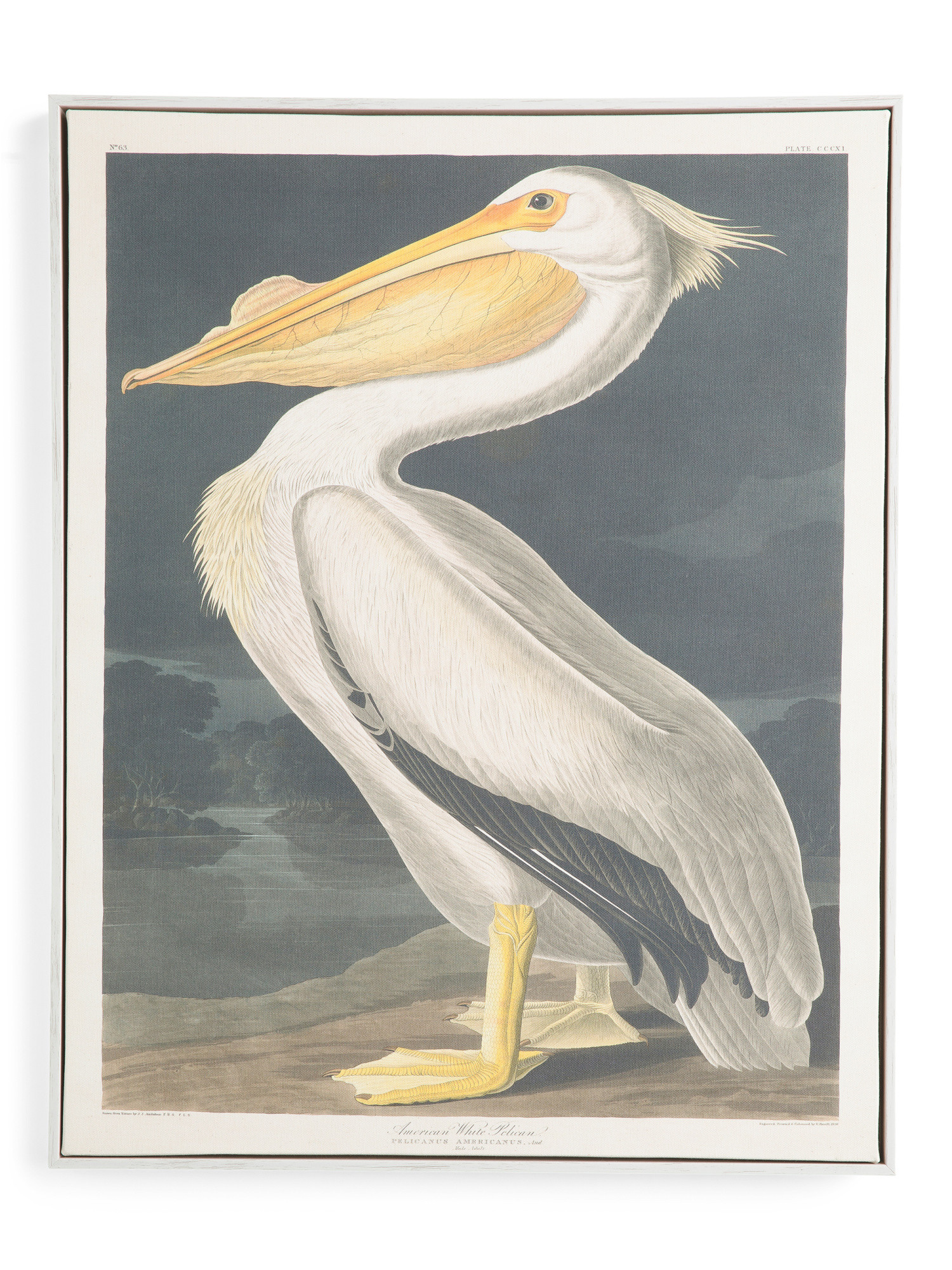 22x28 Cotton Cvs Pelican Wall Art | TJ Maxx