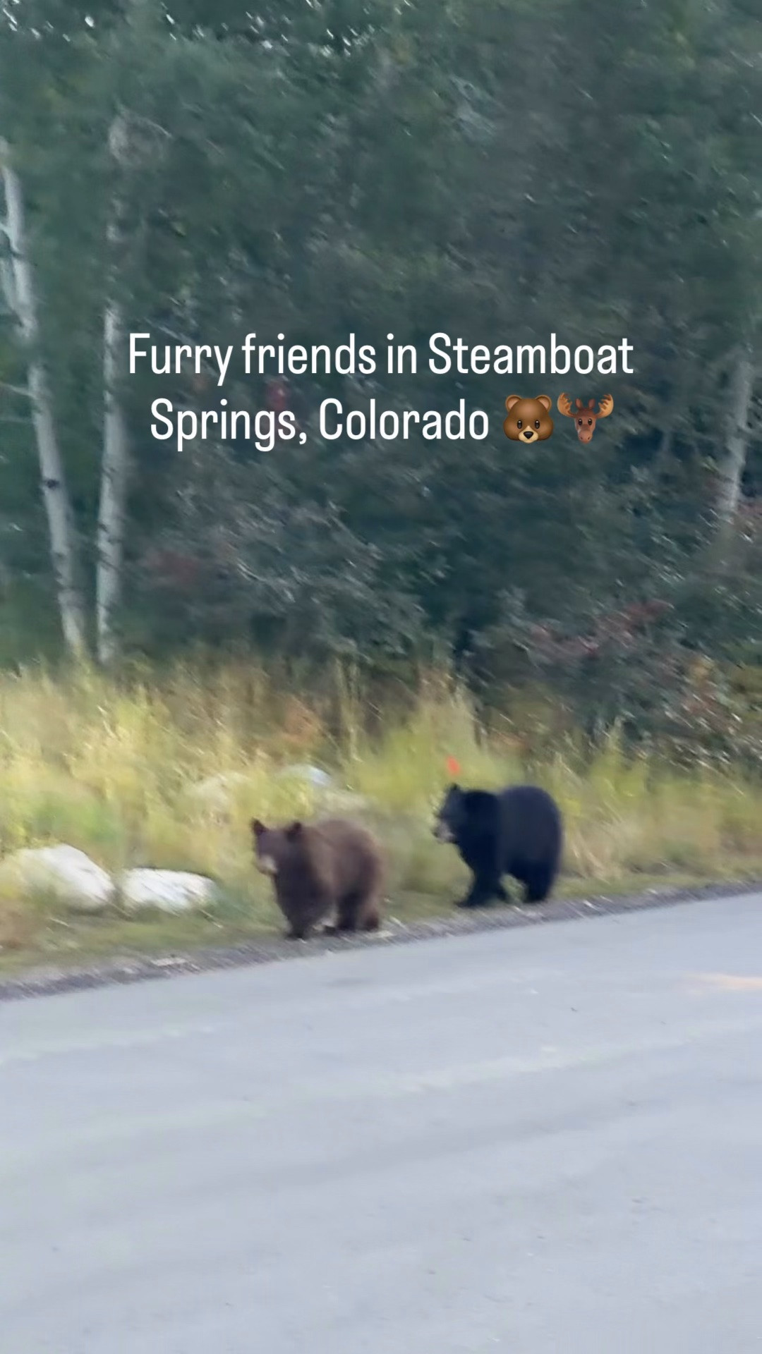 I love mountain towns! Seeing bears, moose, fox and deer sauntering down the road brings me joy! Especially when I’m in a car or at a good distance 🤣￼