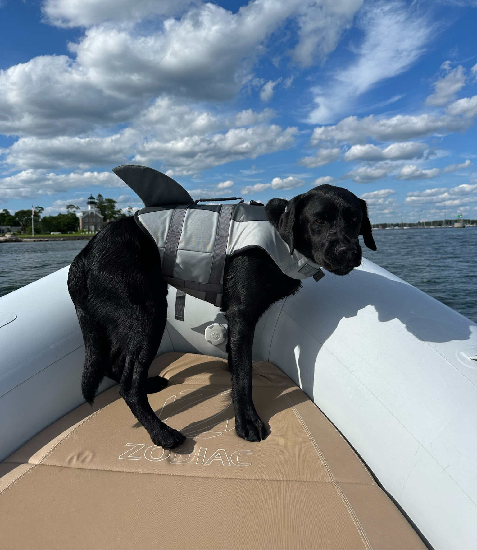 Cutest life jacket!! 
