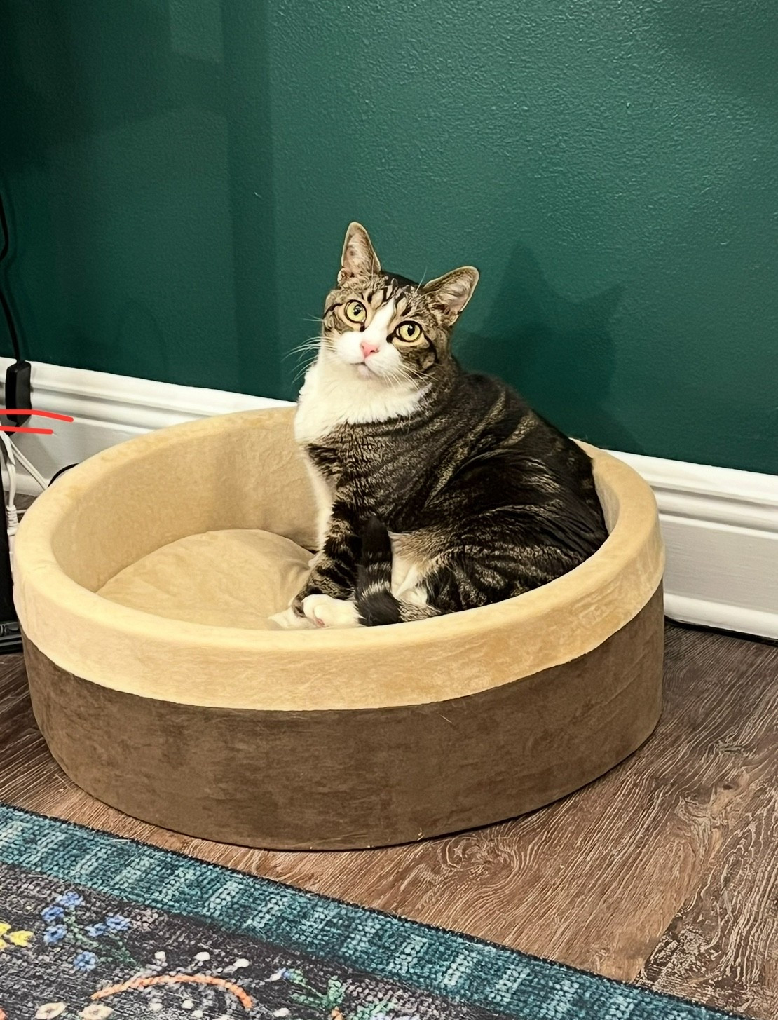Heated bed season is year round in my house. The kitties love these plush heated pet beds! We have 3!

#LTKFamily #LTKPets #LTKHome