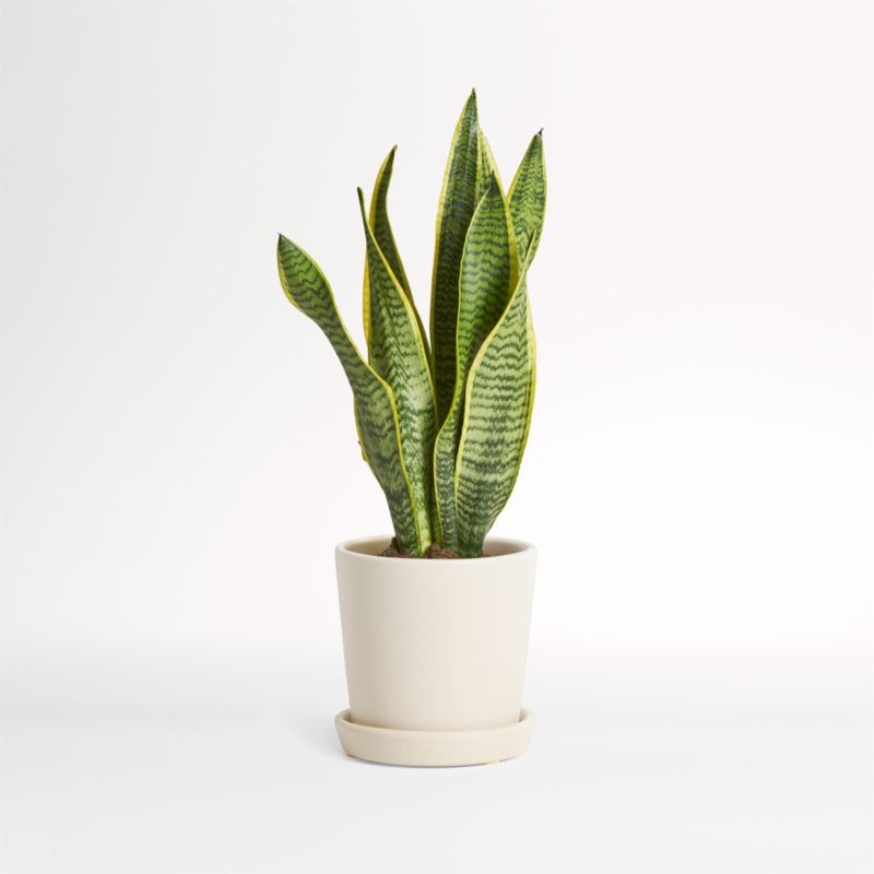 Live Snake Plant in Bryant Planter by The Sill | Crate and Barrel | Crate & Barrel