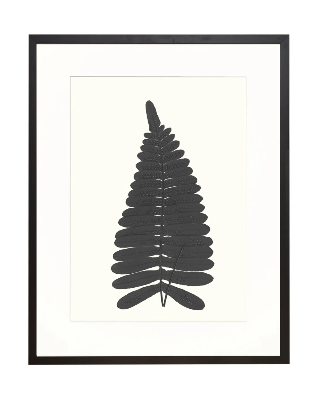 Muted Fern II | McGee & Co.