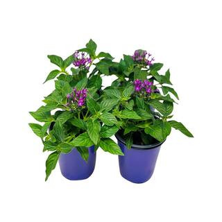 1.38 Pt. Penta Plant Violet Flowers in 4.5 In. Grower's Pot (4-Plants) | The Home Depot