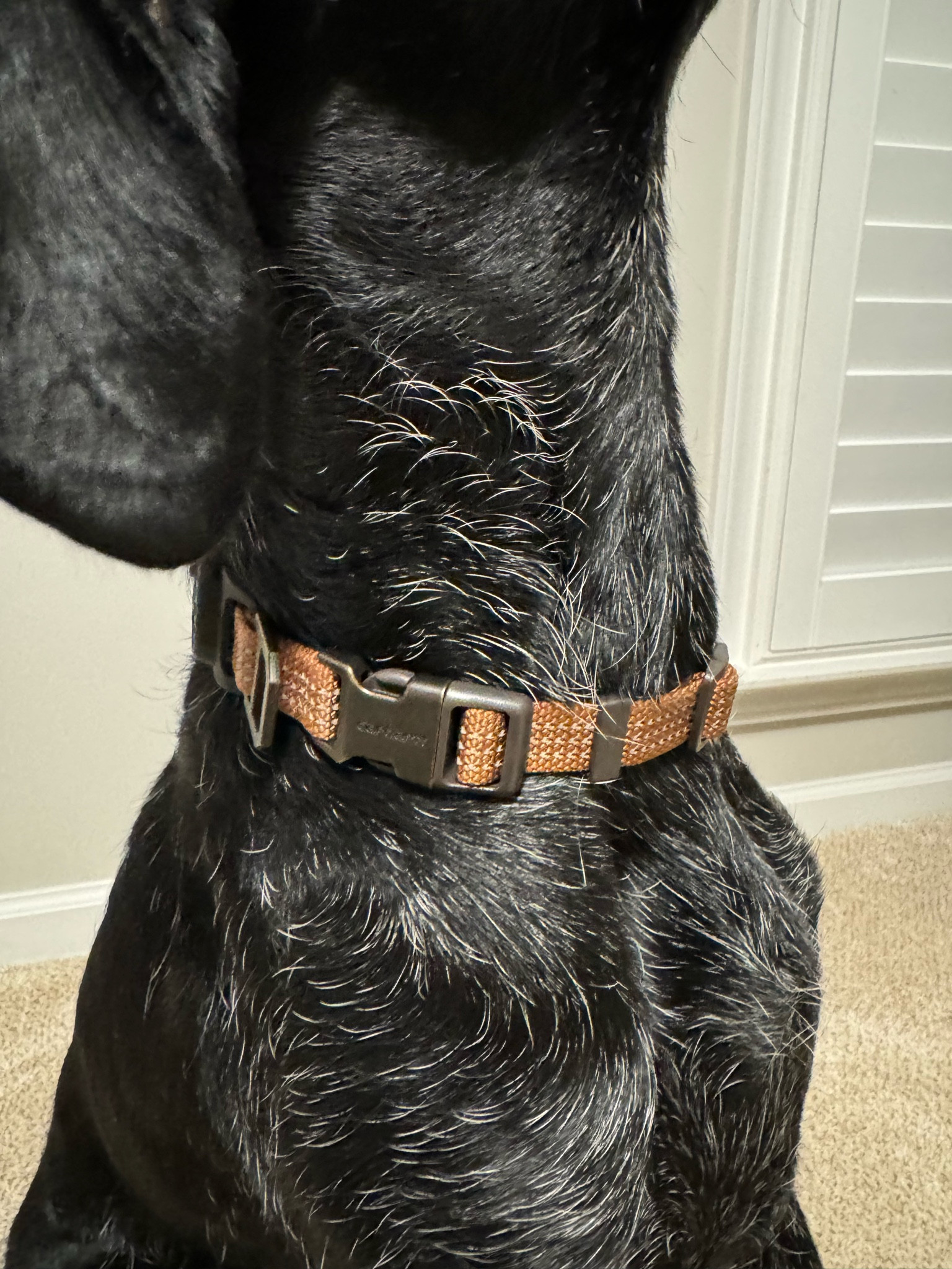 We have a little escape artist so we bought this durable Carhartt dog collar and an air tag to help track her if she ever gets out again  

#LTKGiftGuide #LTKHome #LTKFamily