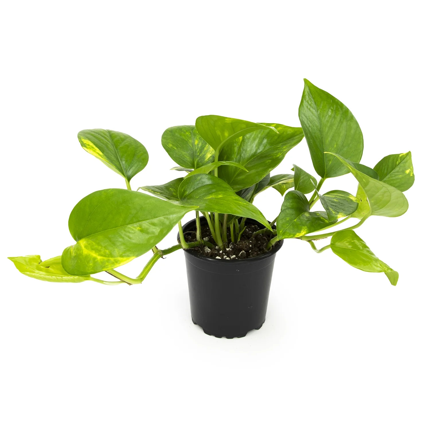 Golden Pothos Easy Care Houseplant | 4.25in Pot; Indirect Sun | Element by Altman Plants | Walmart (US)
