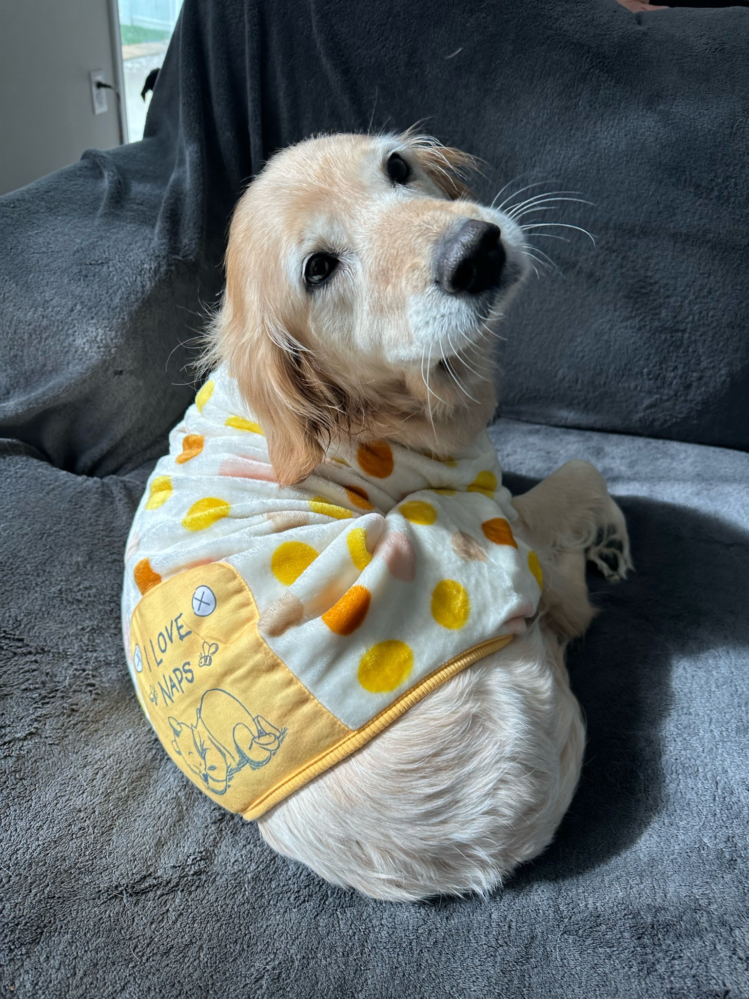 Pretty sure all pups need pajamas 

#LTKsalealert #LTKCyberWeek #LTKGiftGuide