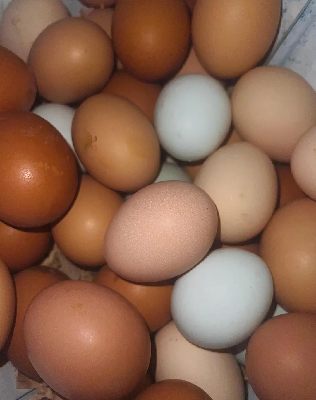 Assorted Chicken Eggs, Fertilized Fresh Eggs - Etsy | Etsy (US)