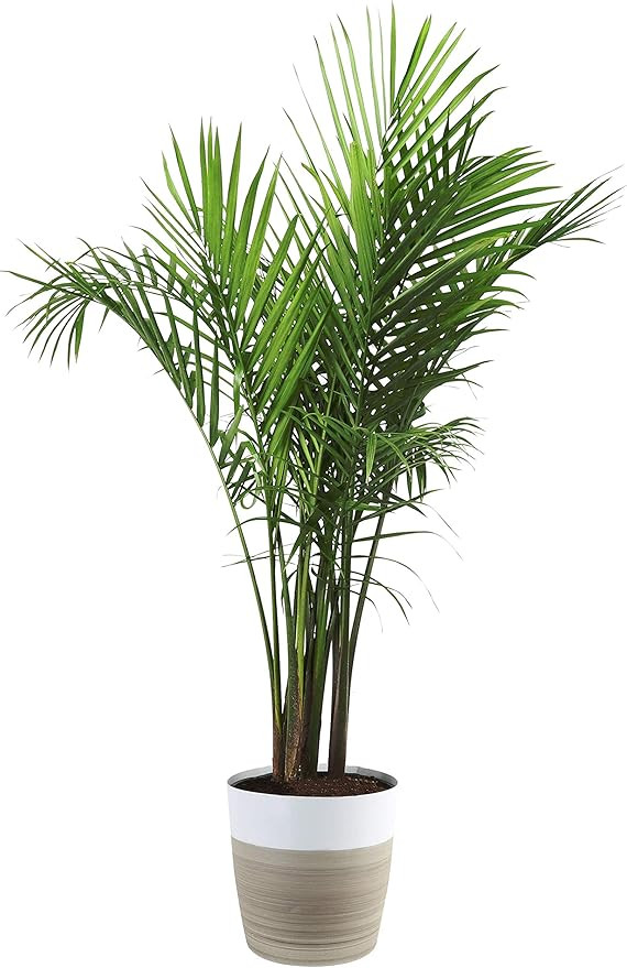 Costa Farms Majesty Palm Tree, Live Indoor Plant, 3 to 4-Feet Tall, Ships with Décor Planter, Fr... | Amazon (US)