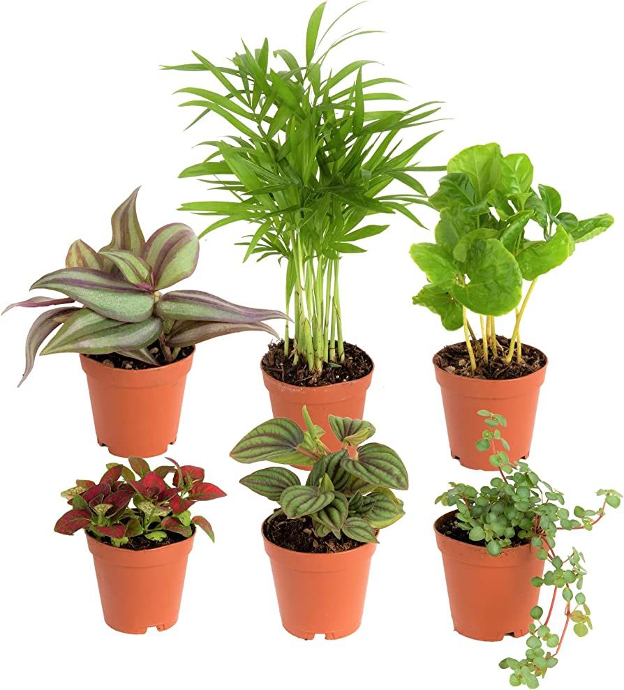 Costa Farms Mini Houseplants (6 Pack), Easy Grow Live Indoor House Plants in Nursery Plant Pots, ... | Amazon (US)