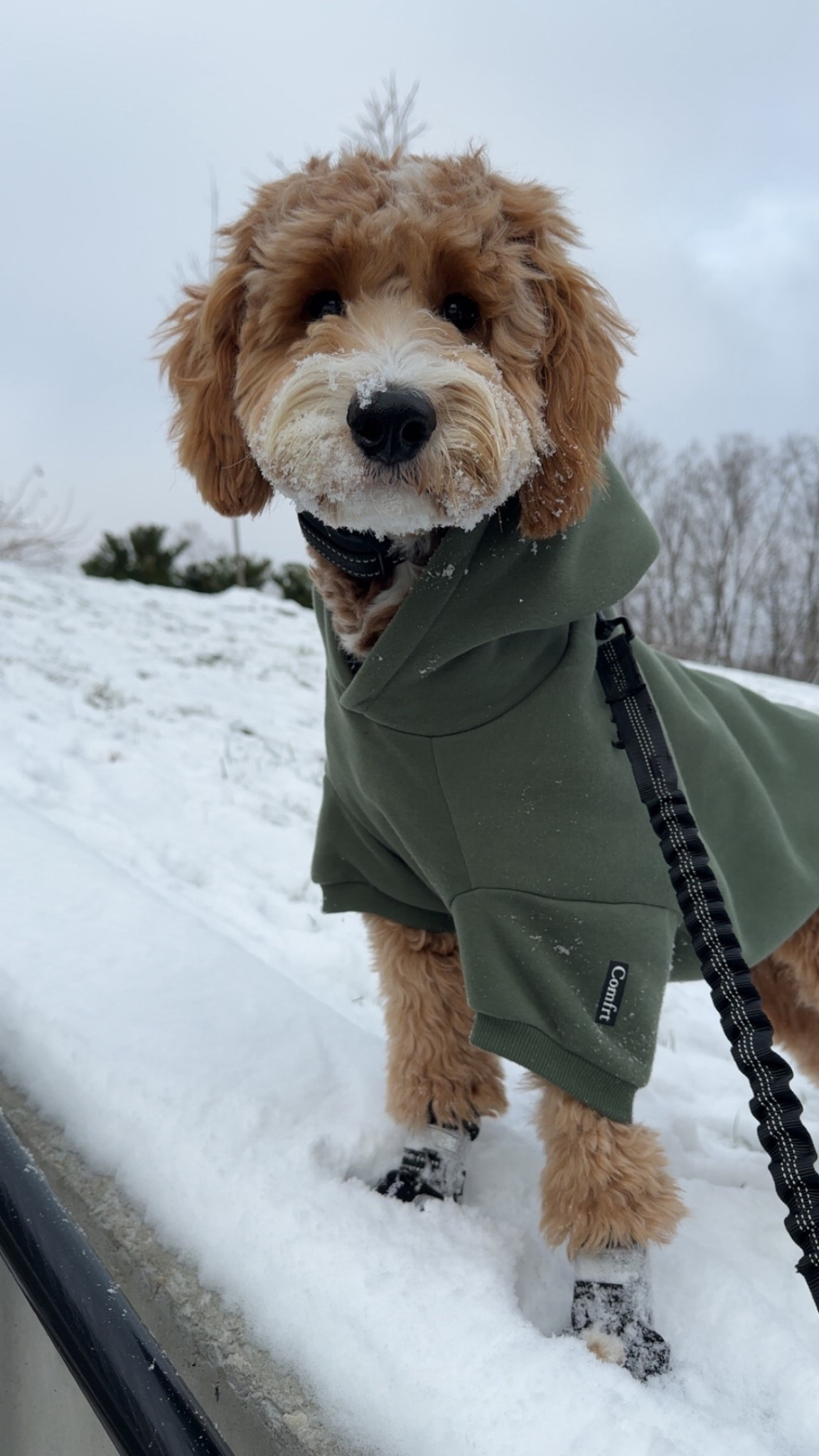 Walter loves the snow & staying warm! He is roughly 30 lbs wearing size 2XL ❄️

Dog winter boots + warm hoodie | Snow day outfit | Cozy cold weather dog gear


#LTKootd #LTKFindsUnder50 #LTKHoliday