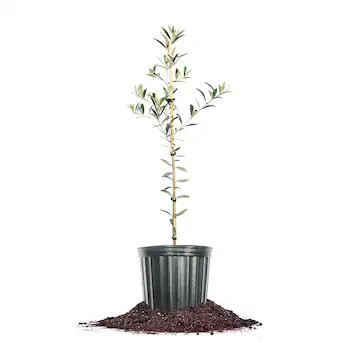 Perfect Plants 1-Gallon Arbequina Olive Tree - Compact Fruit Tree for Landscaping and Containers | Lowe's