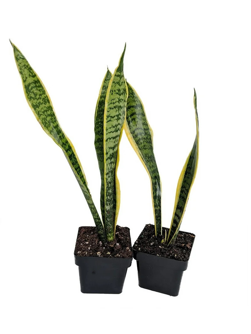Laurentii Snake Plant Mother-In-Law's Tongue - Sanseveria - 2 Plants 3" Pots | Walmart (US)