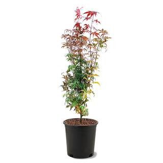 #3 pot Bloodgood Red Japanese Maple Tree-MAPJAP03G - The Home Depot | The Home Depot