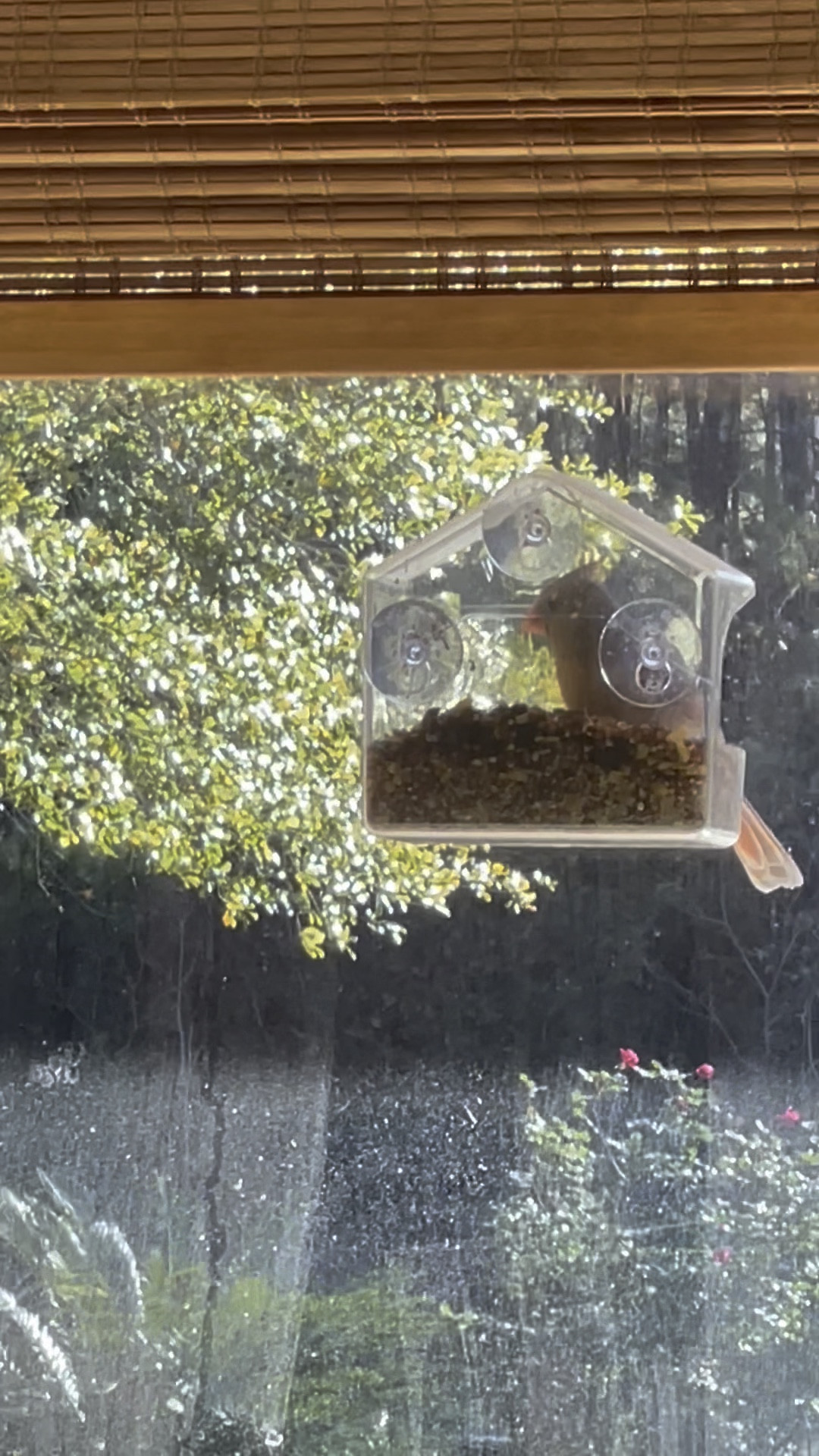 Window bird feeder
Bamboo blinds 
Amazon finds 


#LTKHome #LTKGiftGuide