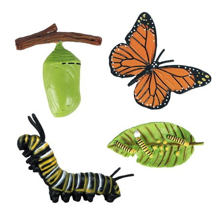 1 Set Butterfly Life Cycle Stages Classroom Teaching Accessories Educational Toy | Walmart (US)