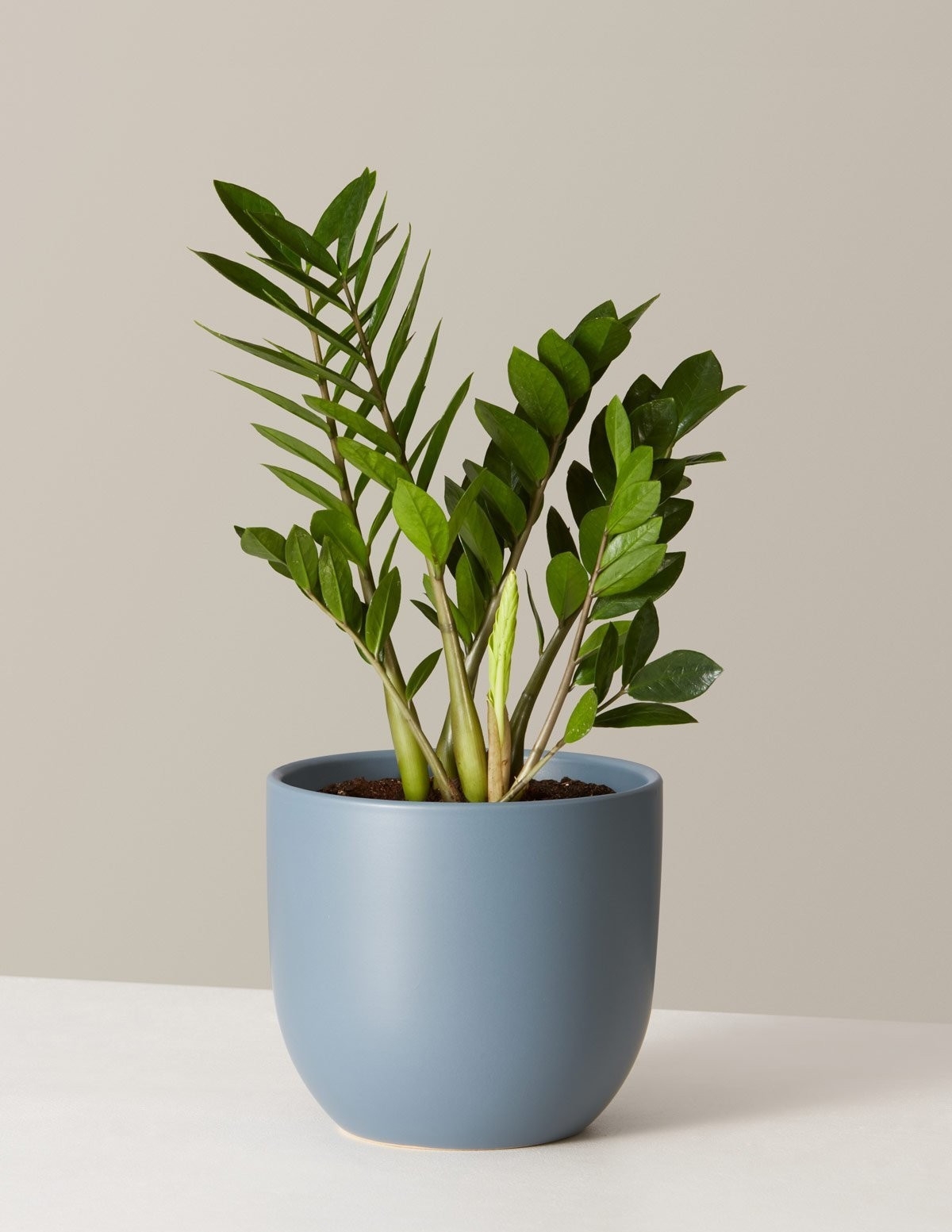 ZZ Plant | The Sill