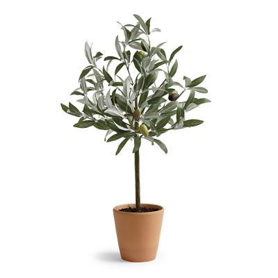Olive Topiary | Frontgate | Frontgate