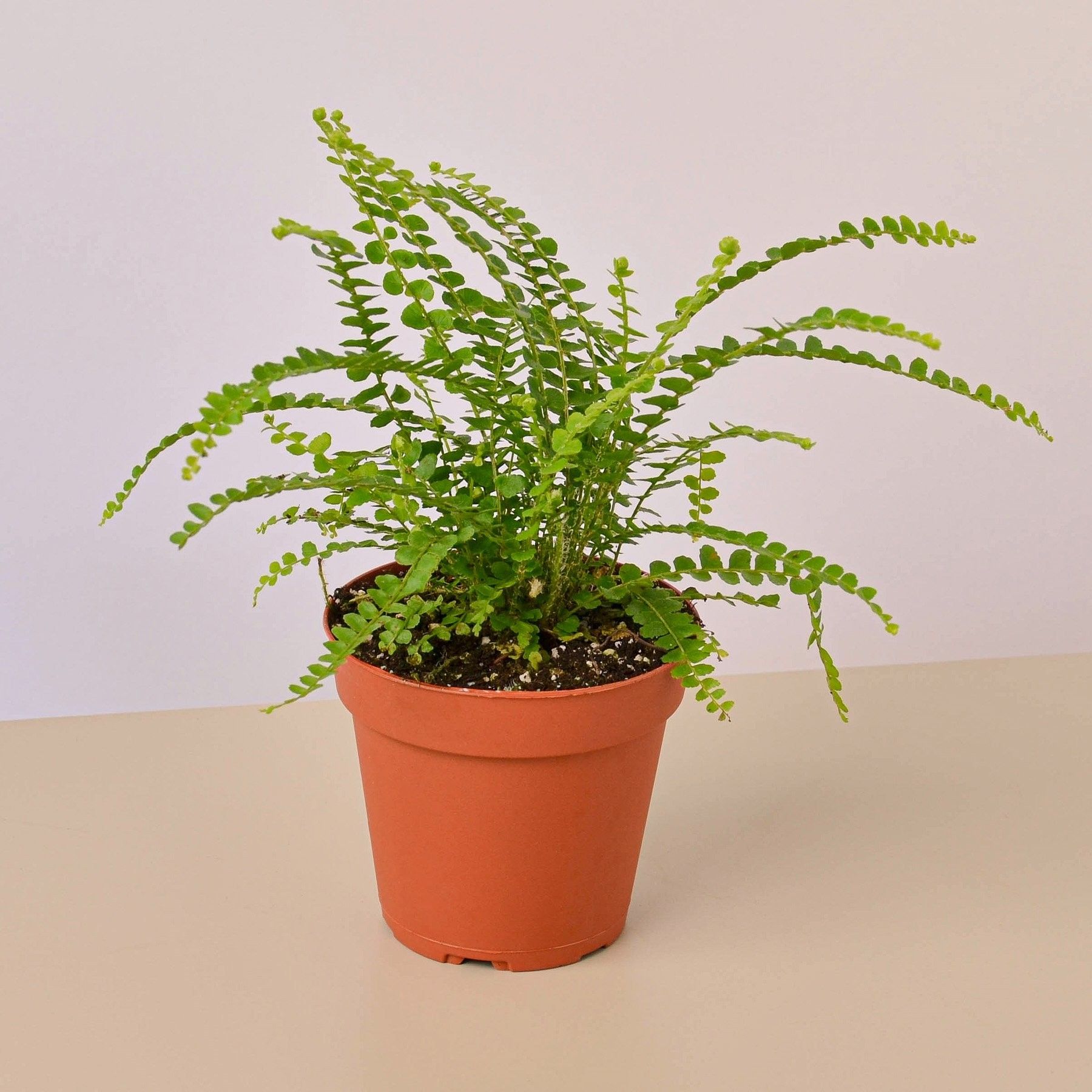 Lemon Button Fern - 4" Pot | Walmart (US)