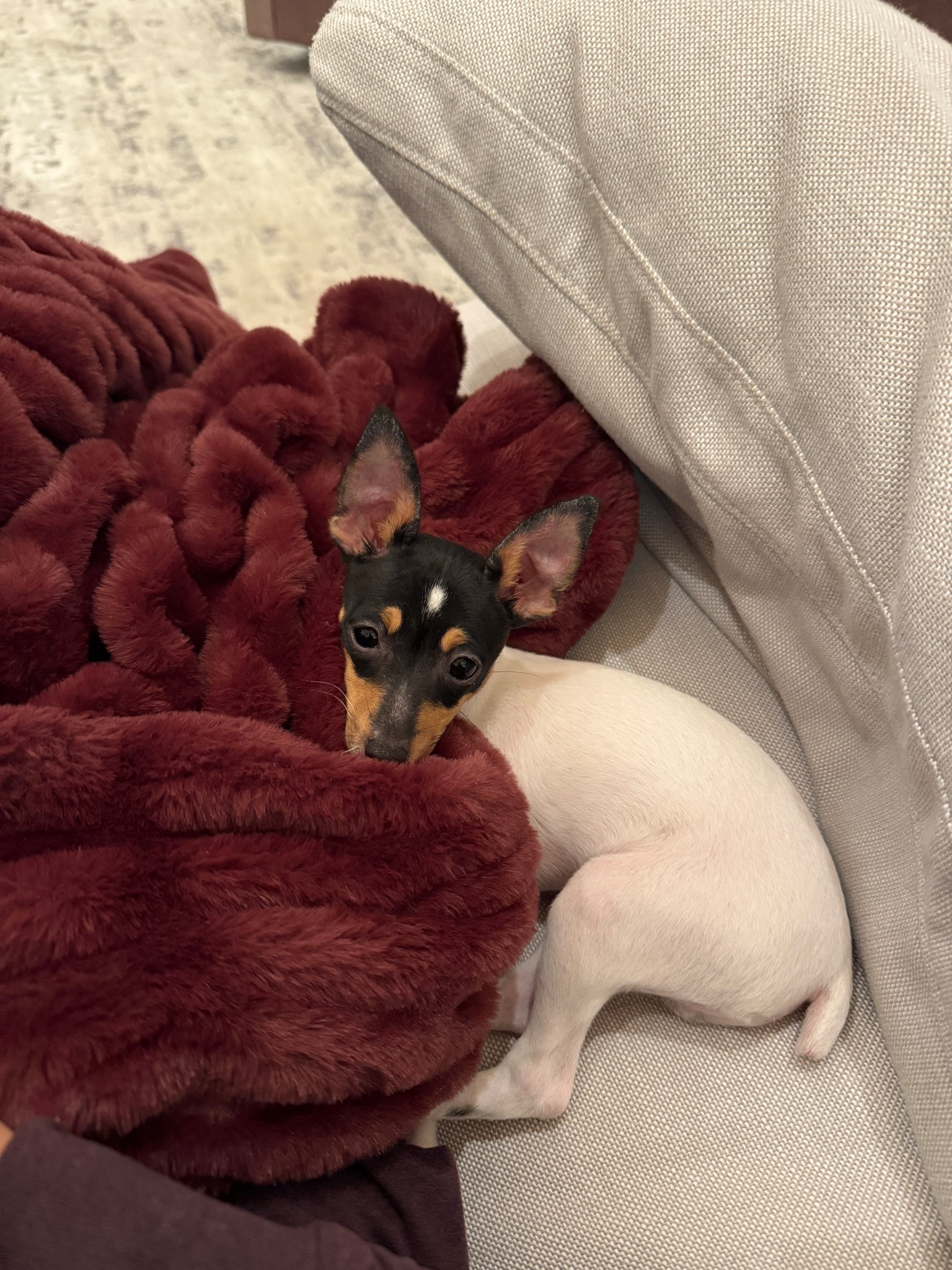 Tacho loves to cuddle up in a big cozy blanket. The Lola Blankets are perfection. They come in several different colors and sizes. Super easy gift idea that anyone would love. This is the Burgundy. One of my faves!

#LTKHome #LTKdayinmylife