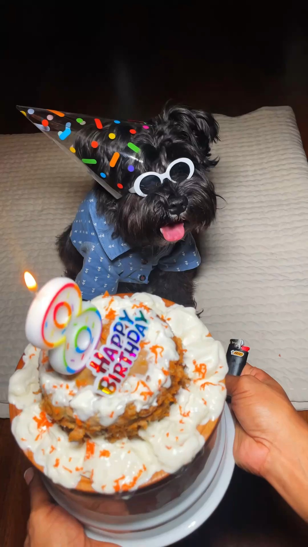 Pet party planning made too cute 🐾🎉 Linking all the adorable pet birthday finds from outfits & accessories to party decor, treats, and celebration essentials for your fur (or feather) babies 💕 Perfect for dogs, cats, birds & more!

#LTKmomlife #LTKfoodie