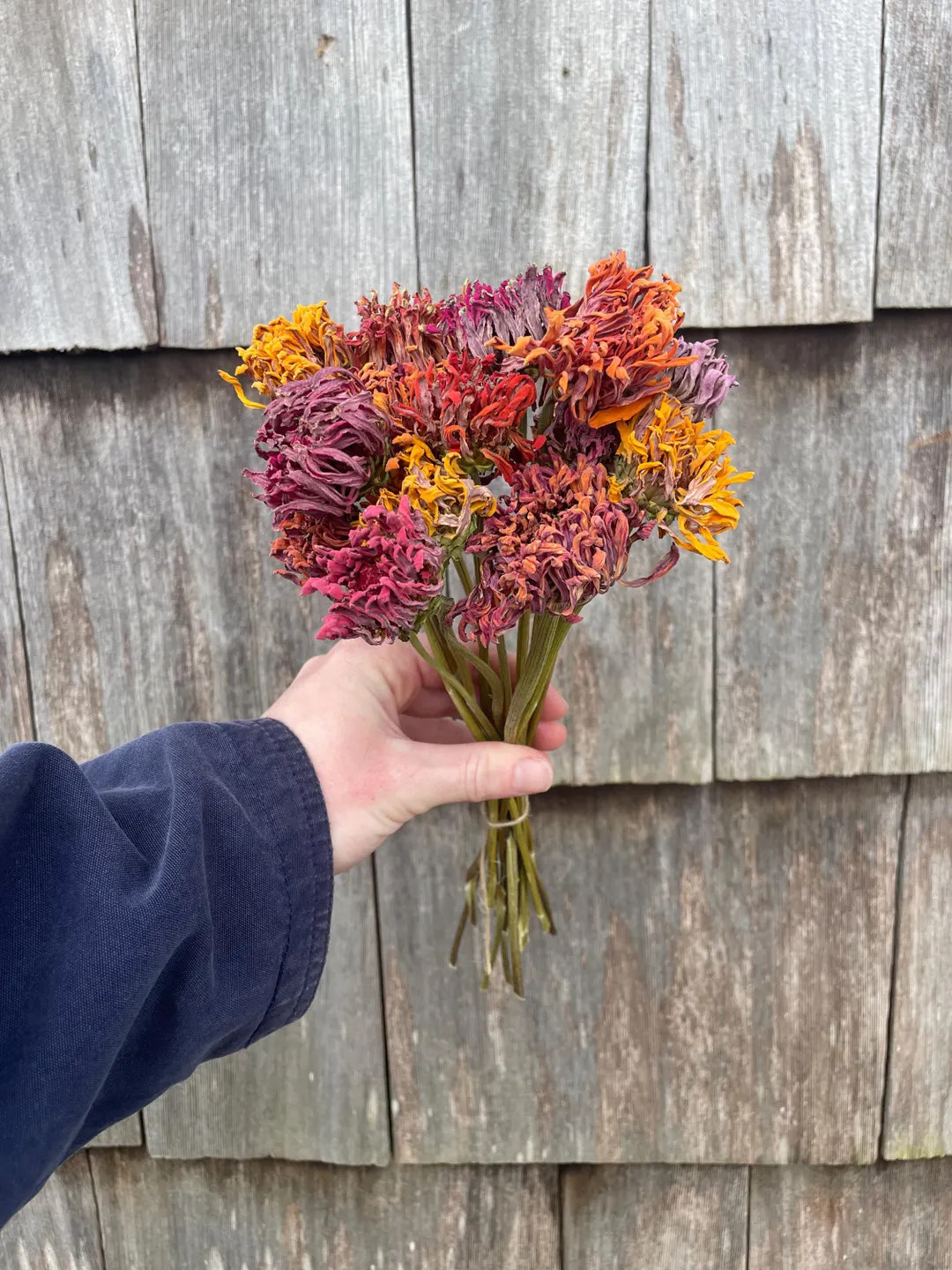 Dried Rainbow Cactus Zinnia Flowers, Small Farm Grown - Etsy | Etsy (US)