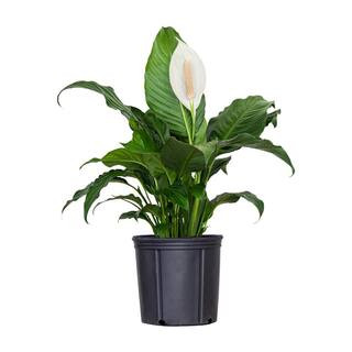 Peace Lily Spathiphyllum Sympathy Live Plant in 9.25 inch Grower Pot | The Home Depot