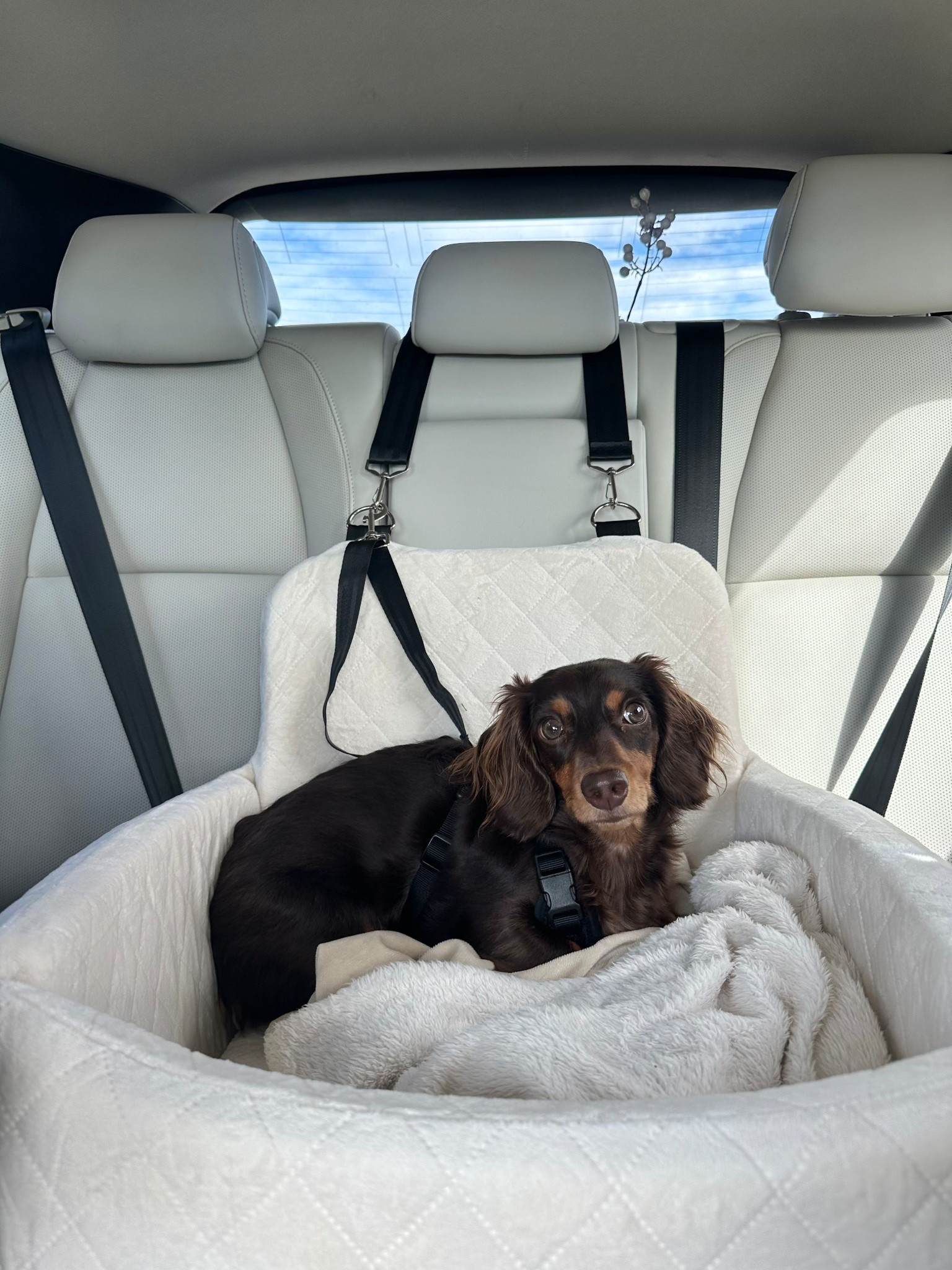 Aesthetic Dog Car Seat (Affordable)
🤍✨

#LTKFindsUnder100 #LTKTravel