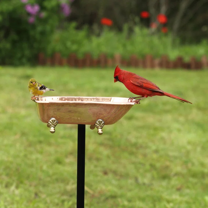 Brander Metal Single Tier Birdbath | Wayfair North America