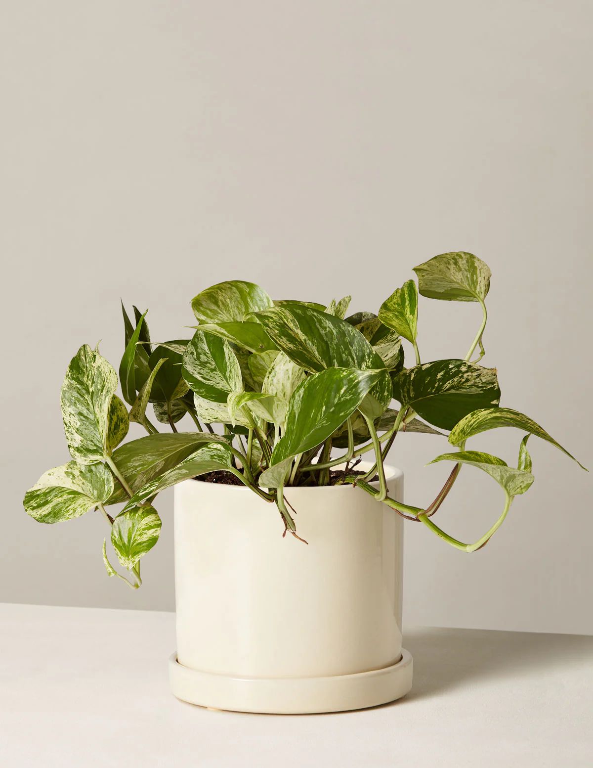 Pothos Marble Queen | The Sill