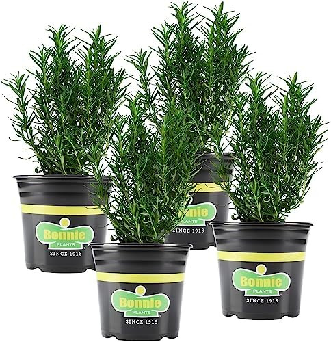 Bonnie Plants Rosemary Live Edible Aromatic Herb Plant - 4 Pack, Perennial In Zones 8 to 10, Grea... | Amazon (US)
