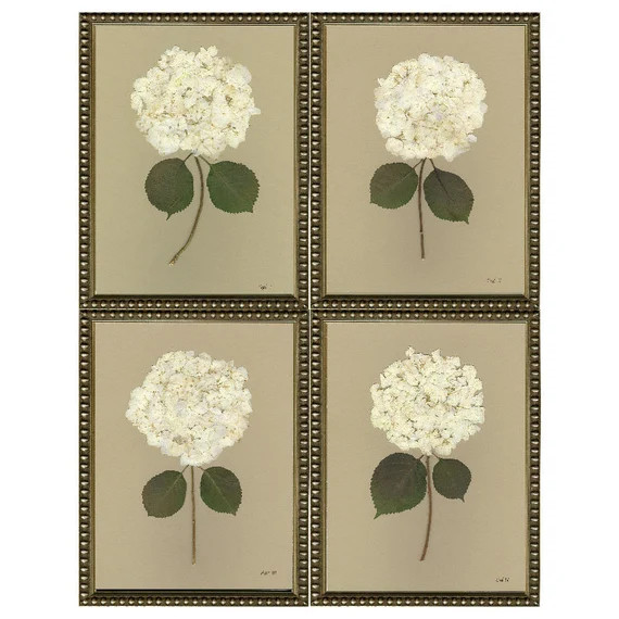 Set of Four Pressed White Hydrangea Giclées | Etsy (US)