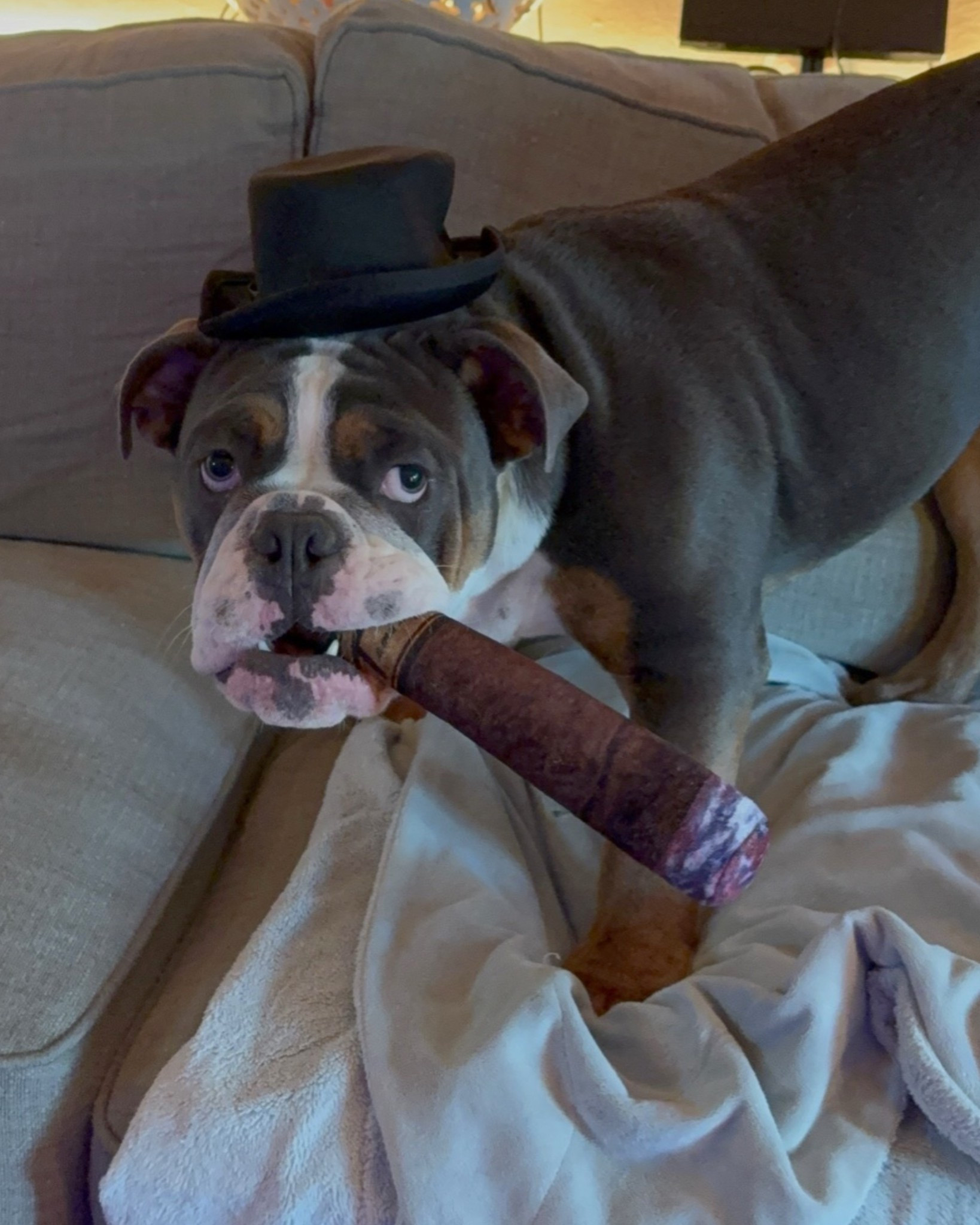 Some dogs just need a cigar and a top hat. 🎩 😂