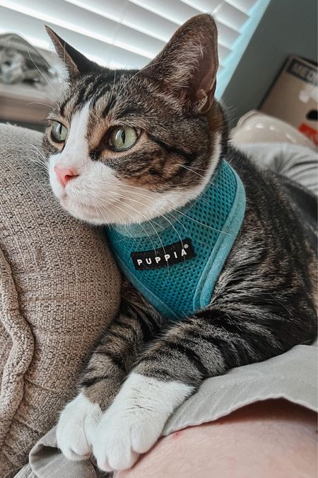 The Best Cat Harness: Travel Essentials for Cats 🐾 When it comes to picking out a cat harness, there are lots of styles to choose from. The best harnesses for cats keep a cat’s physiology in mind, though, and suit their smaller frames. Here’s the best harness for cats, plus my favorite cat travel essentials

#LTKfindsunder50 #LTKfamily #LTKtravel