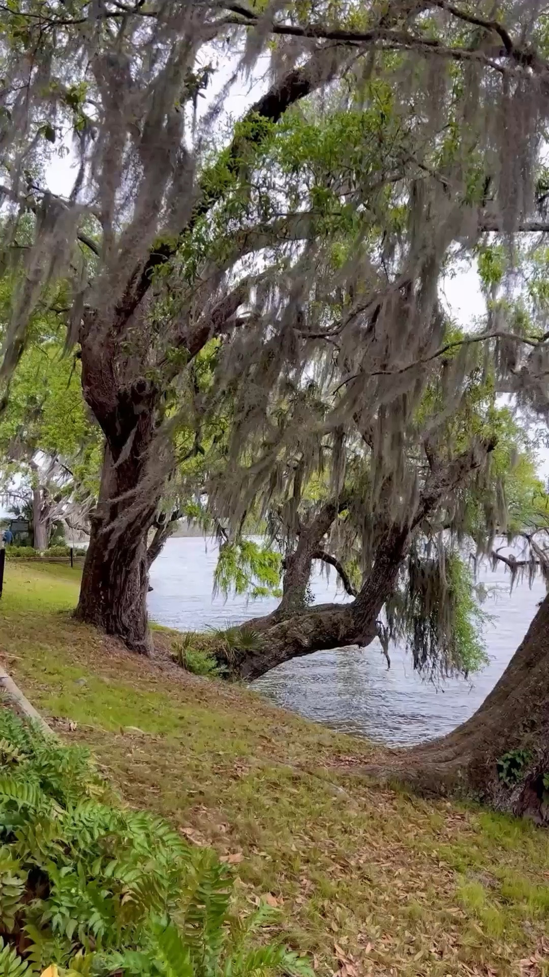 Sometimes the best reset isn’t a vacation… it’s just stepping outside for a minute and taking a deep breath.

If this popped up on your feed today, maybe it’s your reminder to slow down for a second. 🌿

Charleston always knows how to do that.

Did this video relax anyone else or is it just me?

Save this for the next time life feels a little too busy.

#CharlestonSC
#CharlestonLife
#SlowDownMoment
#LowcountryLiving
#MomLifeMoments


#LTKdayinmylife #LTKmomlife #LTKmorningroutine