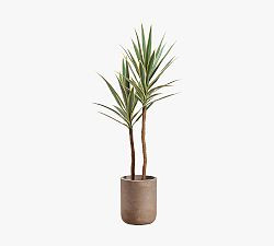 Faux Yucca Tree In Cement Pot | Pottery Barn (US)