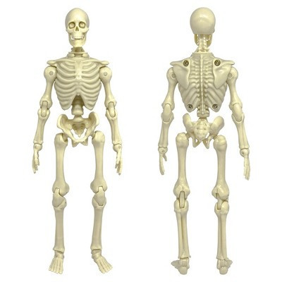 Super Articulated 8 Inch Skeleton Action Figure | Target