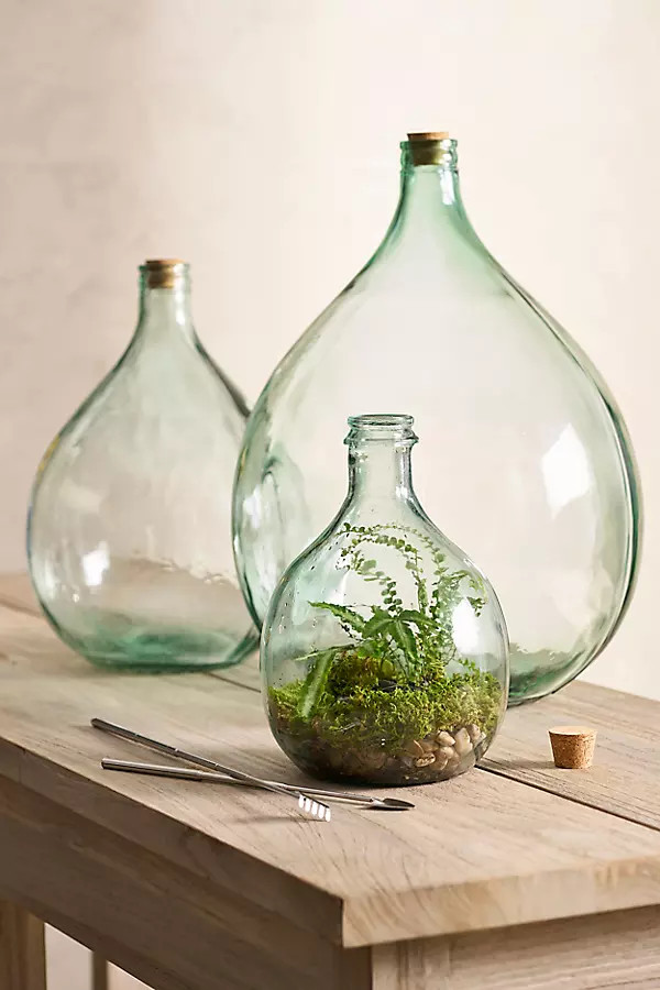 Bottle Garden Terrarium Kit, Extra Large | Terrain