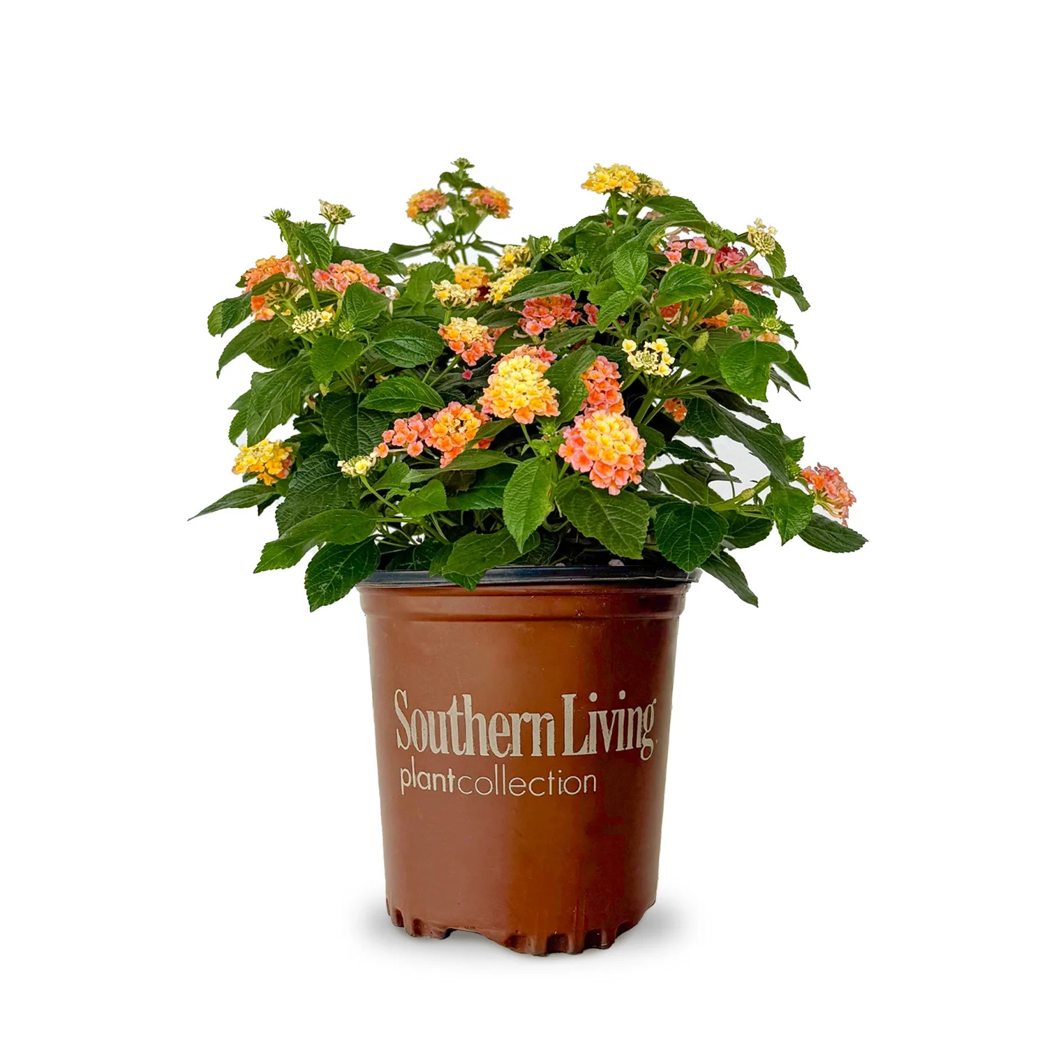 Southern Living Peach Glow Little Lucky Lantana Live Shrub in 2.5-Quart Grower Pot | Walmart (US)