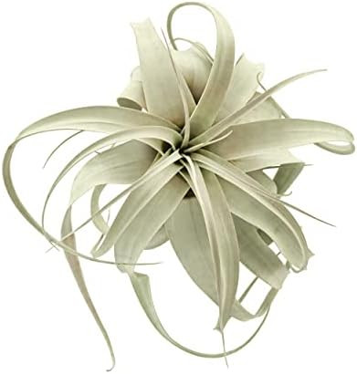 Leaves and Soul Tillandsia Xerographica Air Plant | Exotic Live Indoor Outdoor Plant | 12-15 inch Wi | Amazon (US)