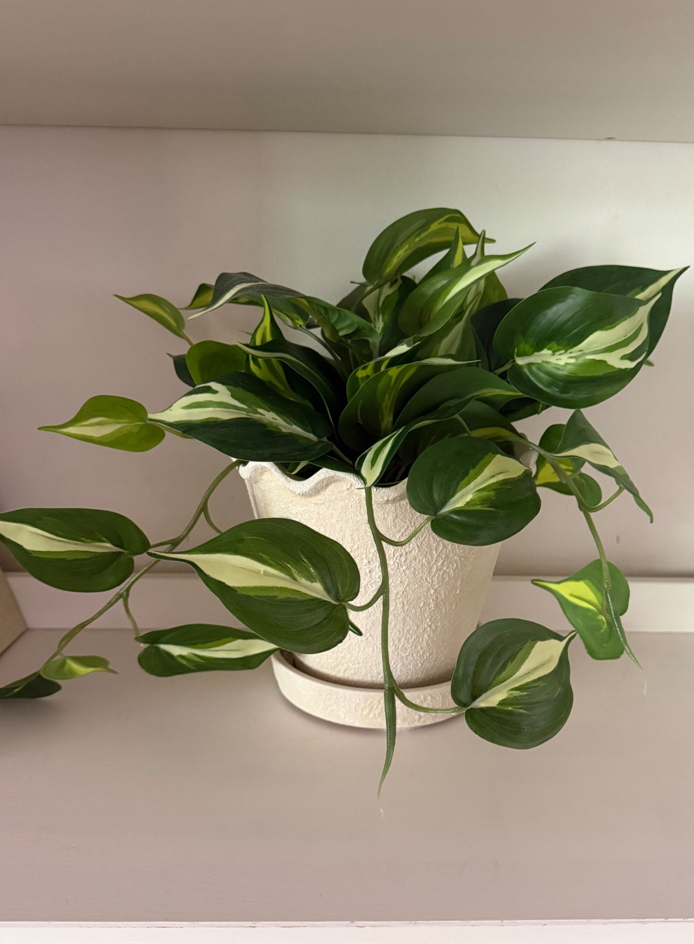 Scallop planter comes in a few color options- perfect for real or faux plants would also make a cute utensil holder in the kitchen

#LTKmomlife #LTKSeasonal #LTKHome