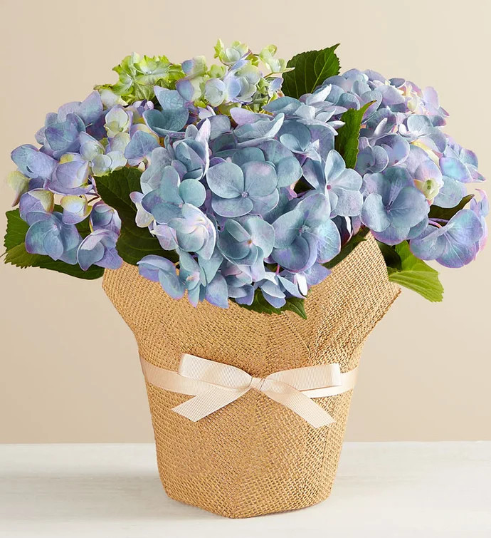 Blue Hydrangea in Natural Wrap | 1800flowers.com