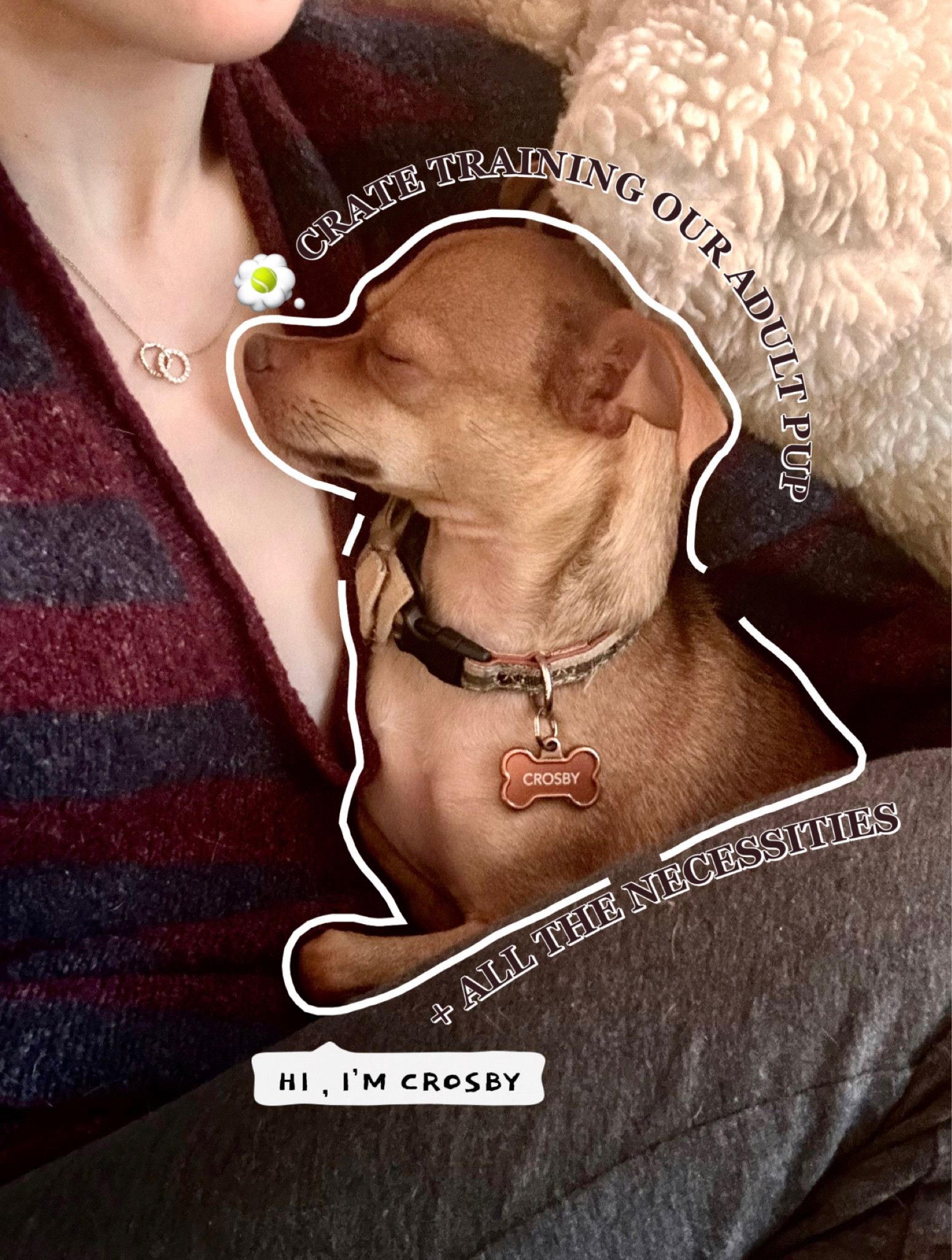 We’ve decided it’s time to get Crosby his own bedroom and begin crate training. Here’s everything we’re starting with 

Pets | dogs | crate training | dog necessities 

#LTKHome #LTKFindsUnder50 #LTKFamily