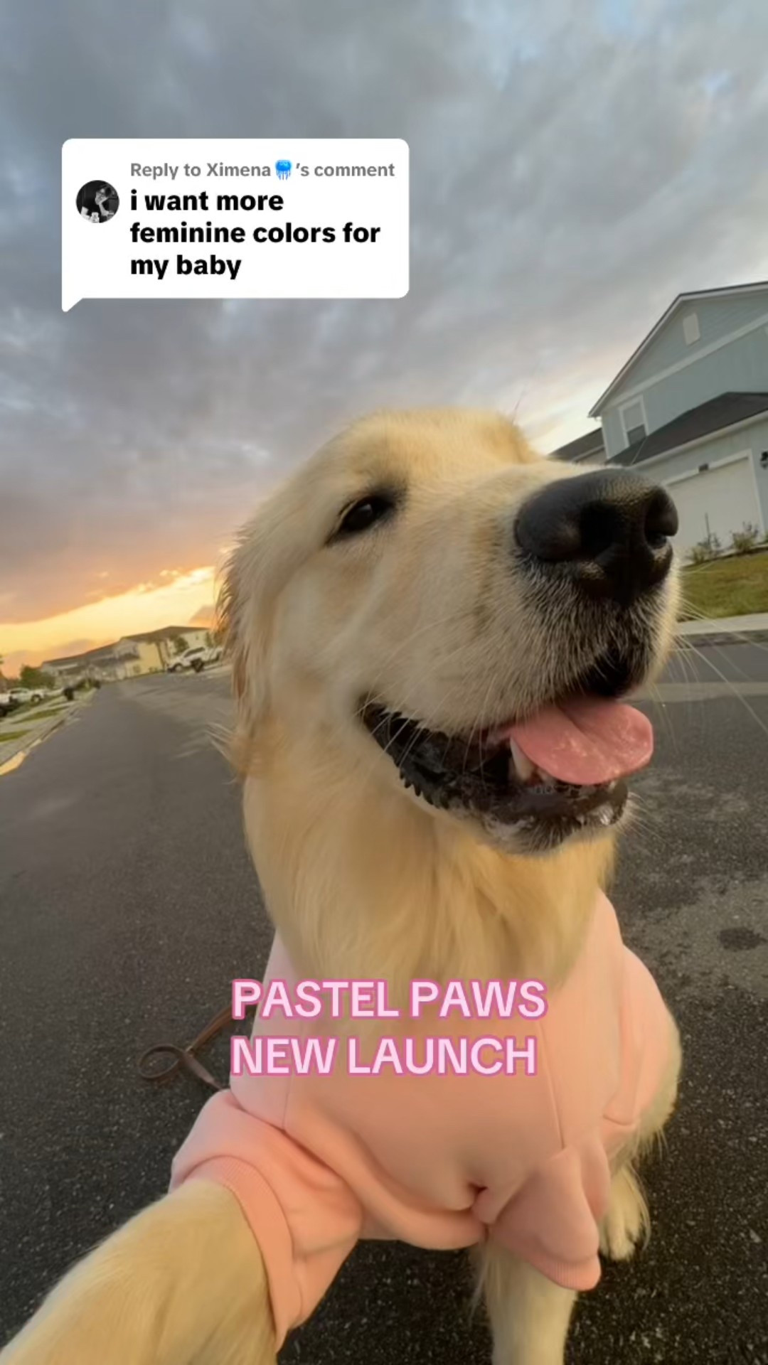 PASTEL PAWS #comfrt 🩷

#LTKPets #LTKSaleAlert #LTKFindsUnder50