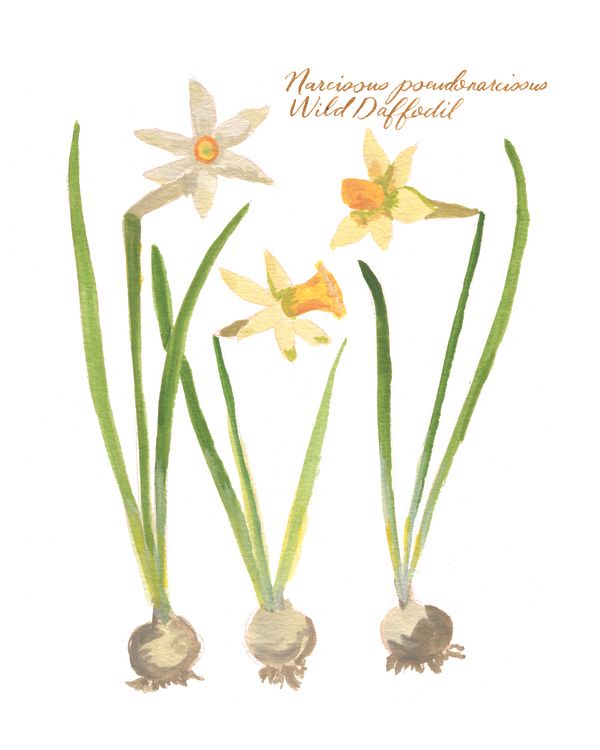 Botanical No. 2, Wild Daffodil | Artfully Walls